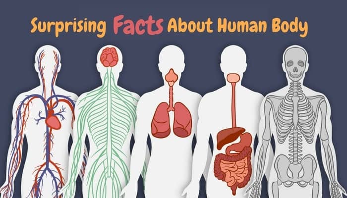 Facts on Human Body